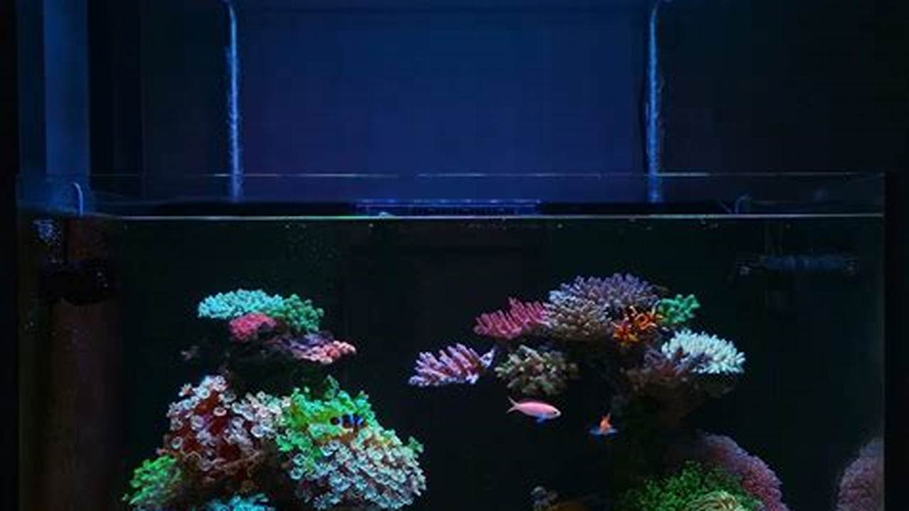 Rekomendasi Lampu LED Aquarium Terbaik, Wajib Tahu!