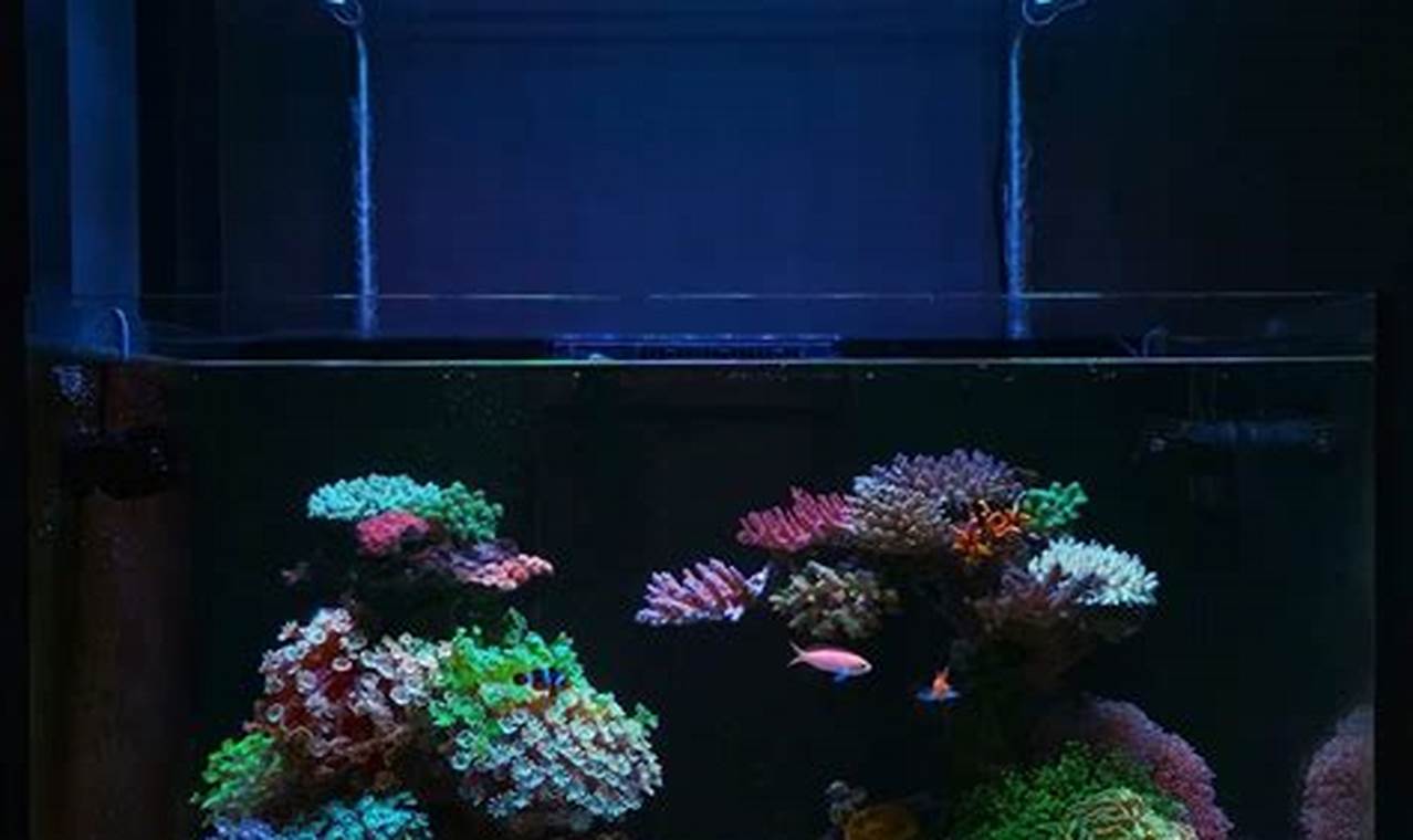 Lampu Led Aquarium Terbaik