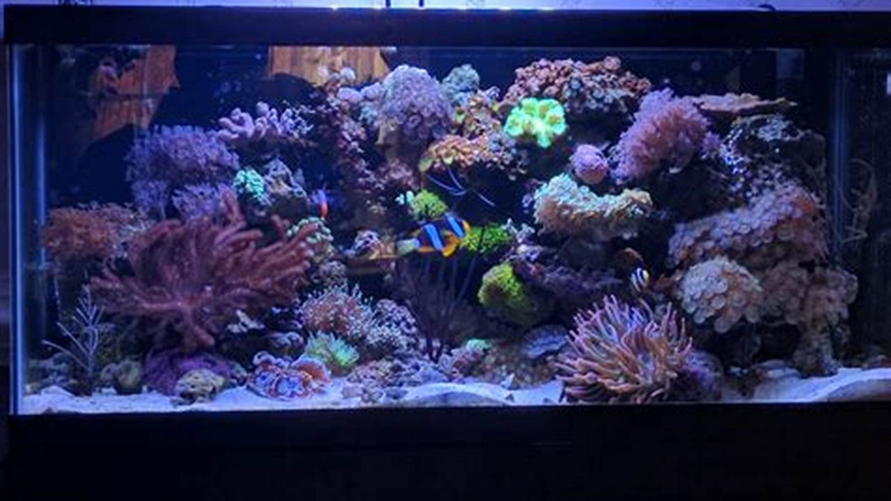 Reef Breeders, Rekomendasi